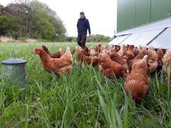 Eier, 6 Stück Agena