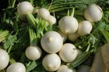 Mair&uuml;bchen Agena