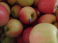 &Auml;pfel "Holsteiner Cox"