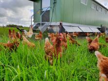 Eier, 10 Stück Agena