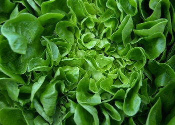 Eichblattsalat grün