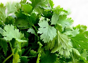Petersilie, glatt