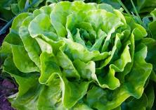 Kopfsalat Agena