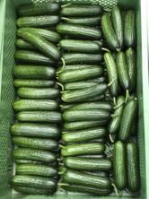 Snack-Gurken Agena