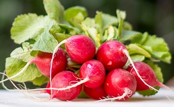 Radieschen