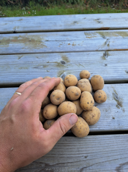 Pellkartoffel Anuschka 2,5kg Agena