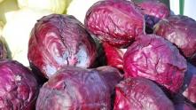 Rotkohl Agena